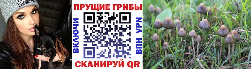как найти   Заозёрный  Псилоцибиновые грибы GOLDEN TEACHER 